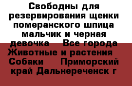 Свободны для резервирования щенки померанского шпица мальчик и черная девочка  - Все города Животные и растения » Собаки   . Приморский край,Дальнереченск г.